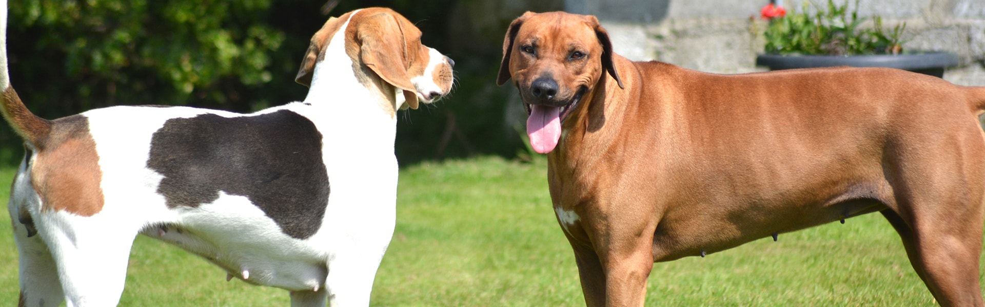 Becky(Rhodesian Ridgeback) and Vera(American English Coonhound)